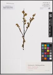 Foto von Salix daphnoides Vill.